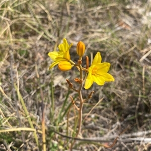 Bulbine bulbosa at Kambah, ACT - 17 Oct 2024