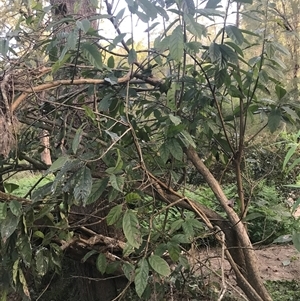 Ehretia acuminata var. acuminata at Murrah, NSW by ludomcferran