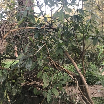 Ehretia acuminata var. acuminata (Koda) at Murrah, NSW - 17 Oct 2024 by ludomcferran