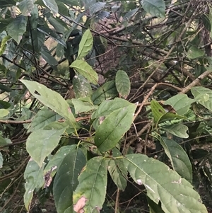 Ehretia acuminata var. acuminata at Murrah, NSW - 17 Oct 2024 06:28 PM