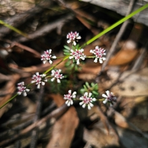 Poranthera ericifolia at East Lynne, NSW - 17 Oct 2024