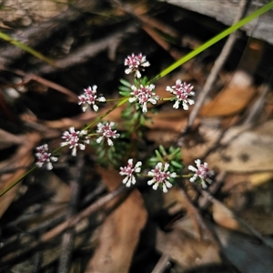 Poranthera ericifolia at East Lynne, NSW - 17 Oct 2024