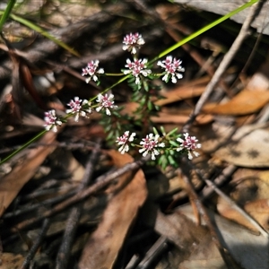 Poranthera ericifolia at East Lynne, NSW - 17 Oct 2024