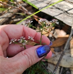 Poranthera ericifolia at East Lynne, NSW - 17 Oct 2024 02:32 PM