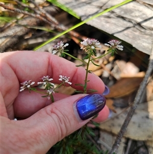 Poranthera ericifolia at East Lynne, NSW - 17 Oct 2024