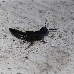 Thyreocephalus sp. (genus) (Rove beetle) at Macarthur, ACT - 17 Oct 2024 by RodDeb