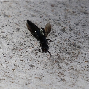 Thyreocephalus sp. (genus) at Macarthur, ACT - 17 Oct 2024