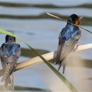 Hirundo neoxena at Isabella Plains, ACT - 17 Oct 2024 12:38 PM