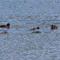 Oxyura australis (Blue-billed Duck) at Isabella Plains, ACT - 17 Oct 2024 by RodDeb