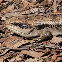 Tiliqua scincoides scincoides (Eastern Blue-tongue) at Bruce, ACT - 15 Oct 2024 by AlisonMilton