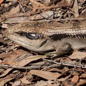 Tiliqua scincoides scincoides at Bruce, ACT - 16 Oct 2024