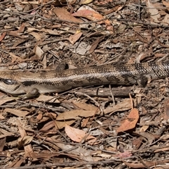 Tiliqua scincoides scincoides at Bruce, ACT - 16 Oct 2024 09:51 AM