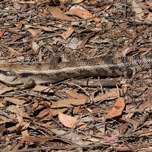 Tiliqua scincoides scincoides at Bruce, ACT - 16 Oct 2024