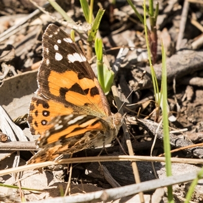 Vanessa kershawi (Australian Painted Lady) at Bruce, ACT - 16 Oct 2024 by AlisonMilton