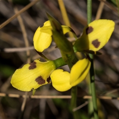 Diuris sulphurea (Tiger Orchid) at Bruce, ACT - 16 Oct 2024 by AlisonMilton