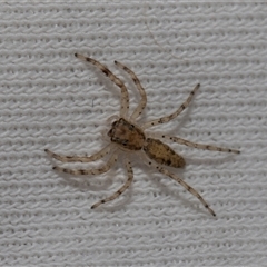 Helpis sp. (genus) (Unidentified Bronze Jumping Spider) at Higgins, ACT - 16 Oct 2024 by AlisonMilton