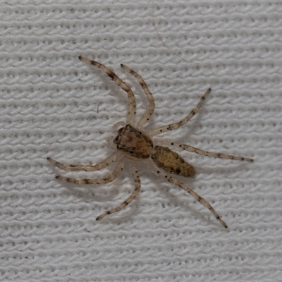 Helpis sp. (genus) (Unidentified Bronze Jumping Spider) at Higgins, ACT - 16 Oct 2024 by AlisonMilton