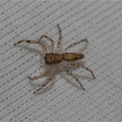 Helpis sp. (genus) at Higgins, ACT - 16 Oct 2024