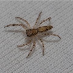 Helpis sp. (genus) at Higgins, ACT - 16 Oct 2024