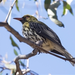 Oriolus sagittatus (Olive-backed Oriole) at Bruce, ACT - 15 Oct 2024 by AlisonMilton