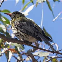 Oriolus sagittatus at Bruce, ACT - 16 Oct 2024