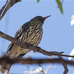 Oriolus sagittatus at Bruce, ACT - 16 Oct 2024 09:36 AM