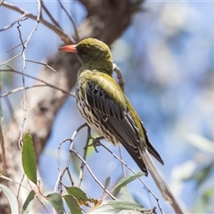 Oriolus sagittatus (Olive-backed Oriole) at Bruce, ACT - 15 Oct 2024 by AlisonMilton