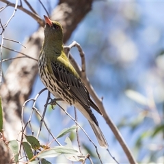 Oriolus sagittatus at Bruce, ACT - 16 Oct 2024