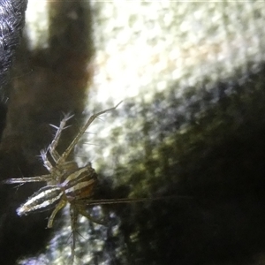 Oxyopes gracilipes at Belconnen, ACT - 17 Oct 2024