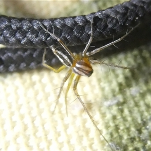 Oxyopes gracilipes at Belconnen, ACT - 17 Oct 2024