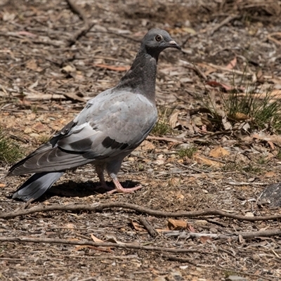 Columba livia (Rock Dove (Feral Pigeon)) at Bruce, ACT - 16 Oct 2024 by AlisonMilton