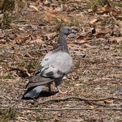 Columba livia at Bruce, ACT - 16 Oct 2024 11:53 AM