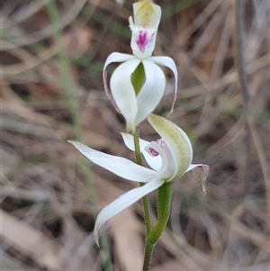 Caladenia moschata at Aranda, ACT - 17 Oct 2024