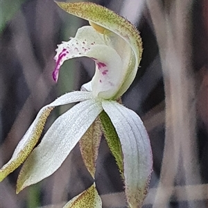 Caladenia moschata at Aranda, ACT - 17 Oct 2024