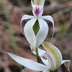 Caladenia moschata at Aranda, ACT - 17 Oct 2024