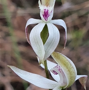 Caladenia moschata at Aranda, ACT - 17 Oct 2024