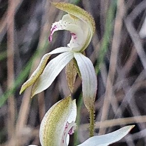 Caladenia moschata at Aranda, ACT - 17 Oct 2024