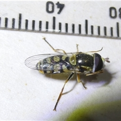 Simosyrphus grandicornis at Belconnen, ACT - 17 Oct 2024 07:16 PM