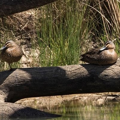 Anas superciliosa (Pacific Black Duck) at Bruce, ACT - 16 Oct 2024 by AlisonMilton