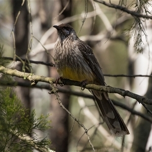 Anthochaera carunculata at Bruce, ACT - 16 Oct 2024