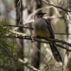 Anthochaera carunculata at Bruce, ACT - 16 Oct 2024