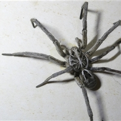 Tasmanicosa sp. (genus) (Tasmanicosa wolf spider) at Belconnen, ACT - 17 Oct 2024 by JohnGiacon