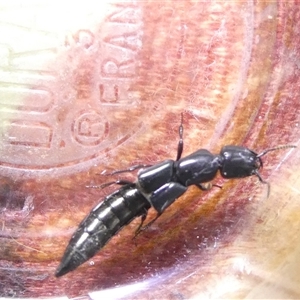 Thyreocephalus sp. (genus) at Belconnen, ACT - 17 Oct 2024