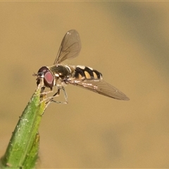 Simosyrphus grandicornis (Common hover fly) at Bruce, ACT - 16 Oct 2024 by AlisonMilton