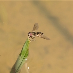 Simosyrphus grandicornis at Bruce, ACT - 16 Oct 2024 12:14 PM