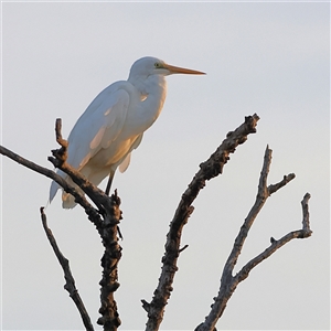 Ardea alba (Great Egret) at Goodooga, NSW by MichaelWenke