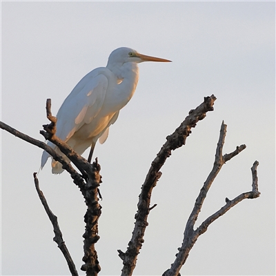 Ardea alba (Great Egret) at Goodooga, NSW - 12 Oct 2024 by MichaelWenke