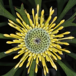 Isopogon anemonifolius (Common Drumsticks) at Appin, NSW by jb2602