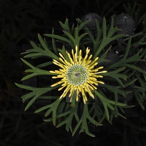 Isopogon anemonifolius at Appin, NSW - 3 Oct 2024