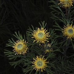 Isopogon anemonifolius at Appin, NSW - 3 Oct 2024